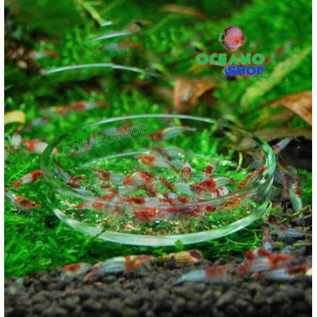 plan de ventas Plata medio Plato alimentador de gambas