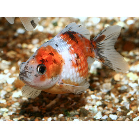 Carassius auratus perla Carassius auratus perla
