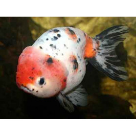 Carassius auratus ranchu Carassius auratus ranchu