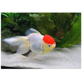 Carassius auratus red cap Carassius auratus red cap