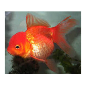 Carassius auratus red oranda Carassius auratus red oranda