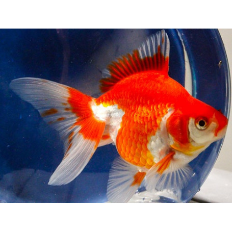 Carassius auratus red white