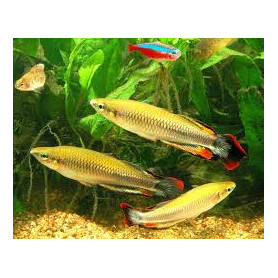 Bedotia geayi - Pez arcoiris de Madagascar