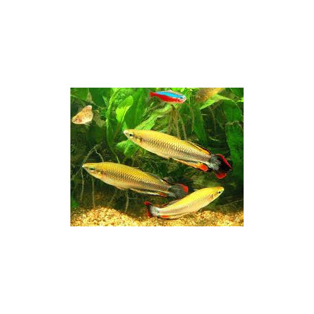 Bedotia geayi - Pez arcoiris de Madagascar