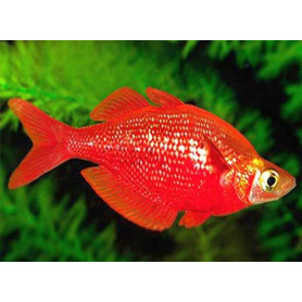 Glossolepis incisus - Pez arcoiris rojo Nueva Guinea