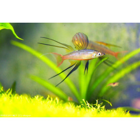 Iriatherina werneri - Pez arcoiris de aleta filamentosa Iriatherina werneri - Pez arcoiris de aleta filamentosa