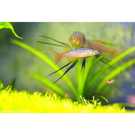 Iriatherina werneri - Pez arcoiris de aleta filamentosa