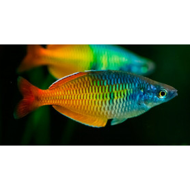 Melanotaenia boesemani - Pez arcoiris de Boesemani Melanotaenia boesemani - Pez arcoiris de Boesemani