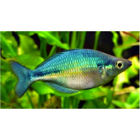 Melanotaenia lacustris - Pez arco iris del lago Kutubu Melanotaenia lacustris - Pez arco iris del lago Kutubu