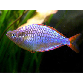 Melanotaenia praecox - Pez arcoiris enano azul