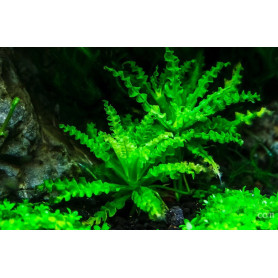 Pogostemon helferi Pogostemon Helferi