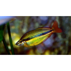 Melanotaenia trifasciata - Pez Arcoiris Joya Melanotaenia trifasciata - Pez Arcoiris Joya