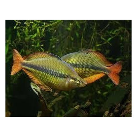 Melanotaenia papuensis - Pez arcoiris papuensis Melanoteania papuensis - Pez arcoiris papuensis