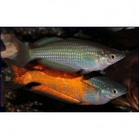 Melanoteania parkinsoni