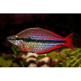 Melanotenia	australis super red