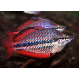 Melanotenia trifasciata Goyer river red
