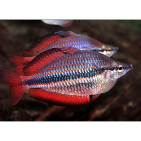 Melanotenia trifasciata Goyer river red
