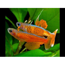 Pseudomugil	 red neon Pseudomugil red neon