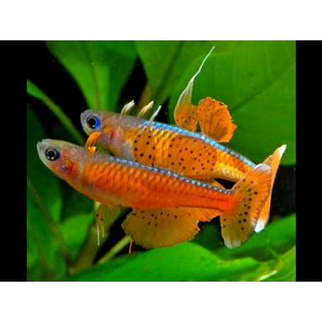 Pseudomugil red neon