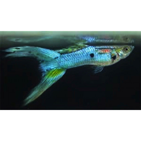 Poecilia endler japan blue