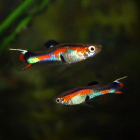 Guppy endler neon Poecilia endler neon