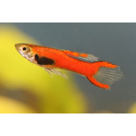 Guppy endler red