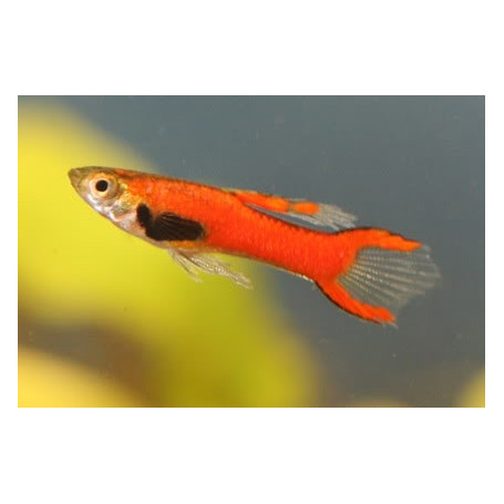 Guppy endler red