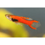 Guppy endler red