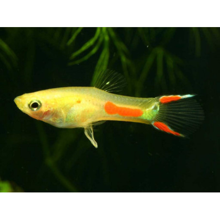 Guppy endler red blonde