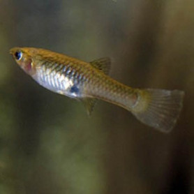 Guppy endler red rainbow hembra Poecilia endler	supercolor