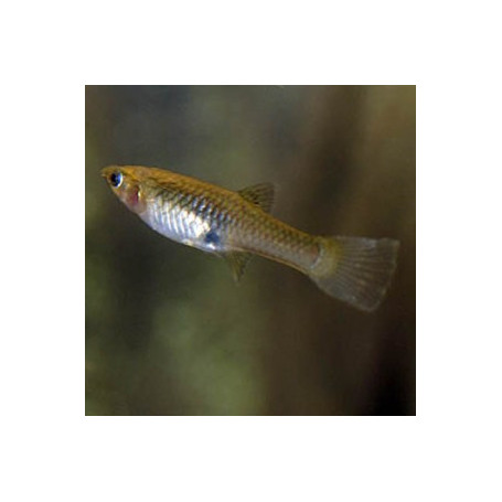 Poecilia endler	supercolor