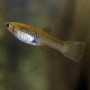 Poecilia endler	supercolor