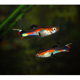 Guppy endler red rainbow Guppy endler red rainbow