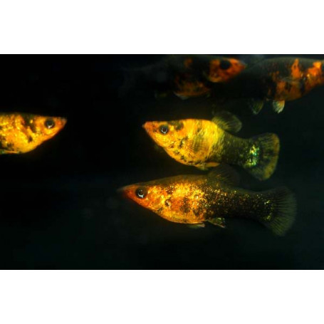 Poecilia latipinna	molly star dust