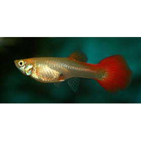 Guppy hembra flame Guppy hembra flame
