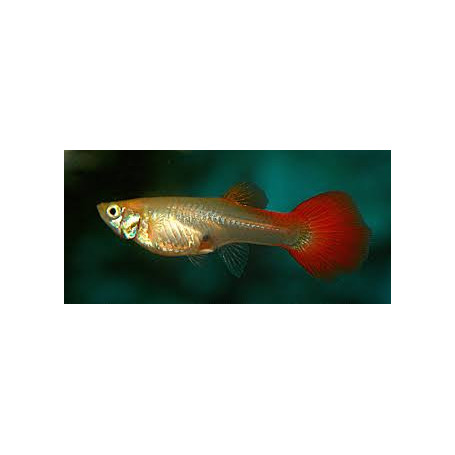 Guppy hembra flame