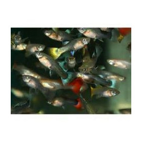 Guppy hembra Surtida Guppy hembra Surtida