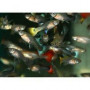 Guppy hembra Surtida