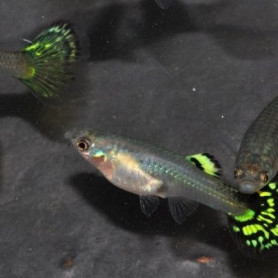 Guppy hembra golden cobra Guppy hembra golden cobra