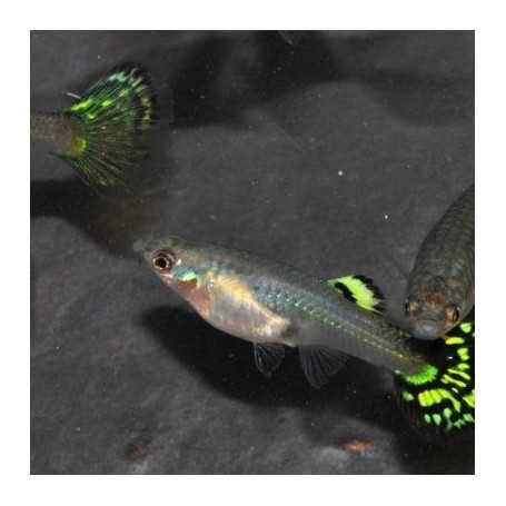 Guppy hembra golden cobra