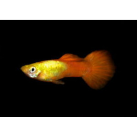 Guppy hembra golden head Guppy hembra golden head