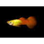 Guppy hembra golden head