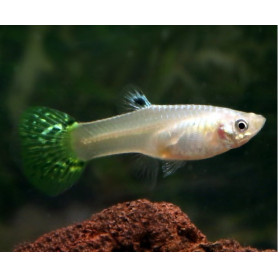 Guppy hembra green cobra Guppy hembra green cobra