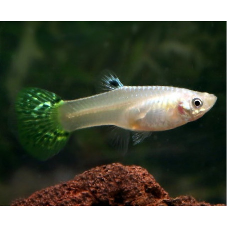 Guppy hembra green cobra