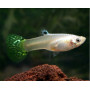 Guppy hembra green cobra