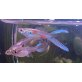 Guppy hembra green scissor tail Guppy hembra green scissor tail