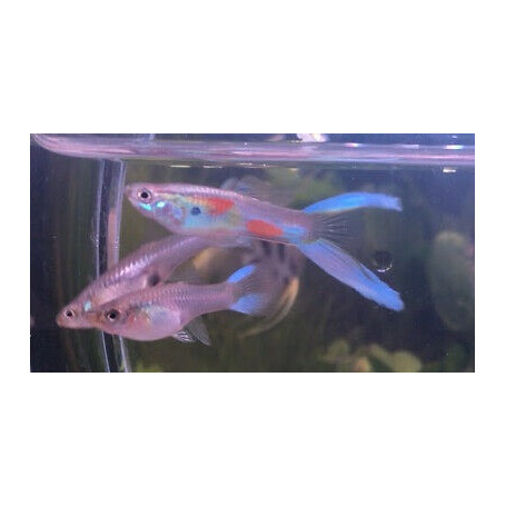 Guppy hembra green scissor tail