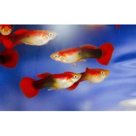 Guppy hembra half black red delta neon Guppy hembra half black red delta neon
