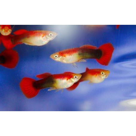 Guppy hembra half black red delta neon