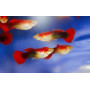 Guppy hembra half black red delta neon